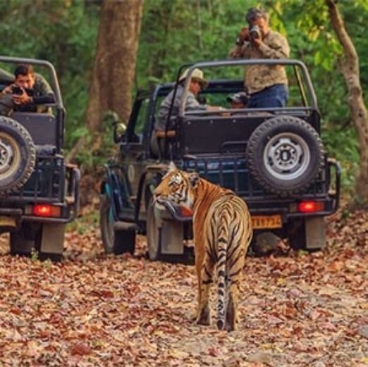 Jim Corbett 2 Nights 3 Days Tour